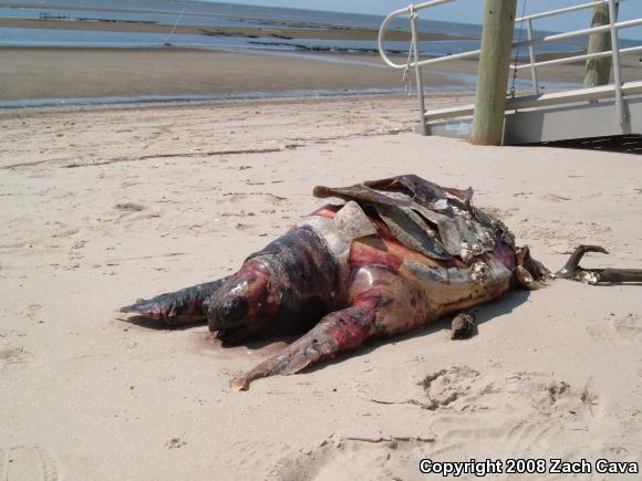 Loggerhead Sea Turtle (Caretta caretta)