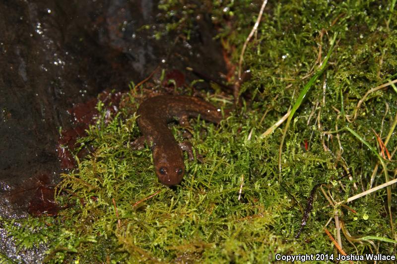 Cope's Giant Salamander (Dicamptodon copei)