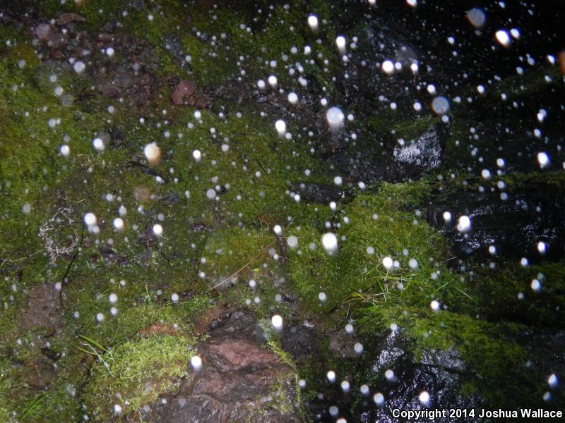 Cope's Giant Salamander (Dicamptodon copei)