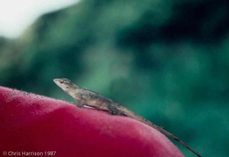 Silky Anole (Anolis sericeus)