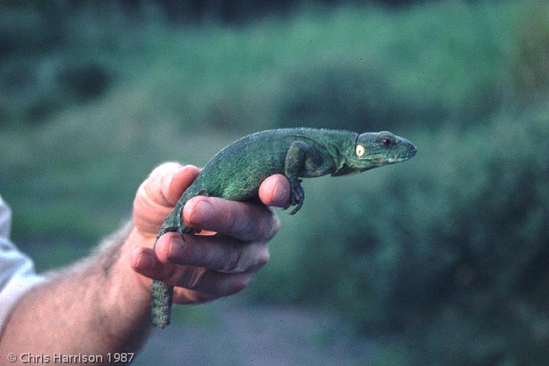 Mexican Spiny-tailed Iguana (Ctenosaura acanthura)