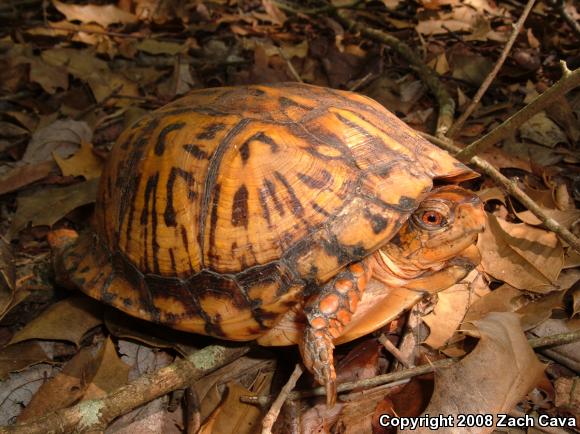 Eastern Box Turtle (Terrapene carolina carolina)