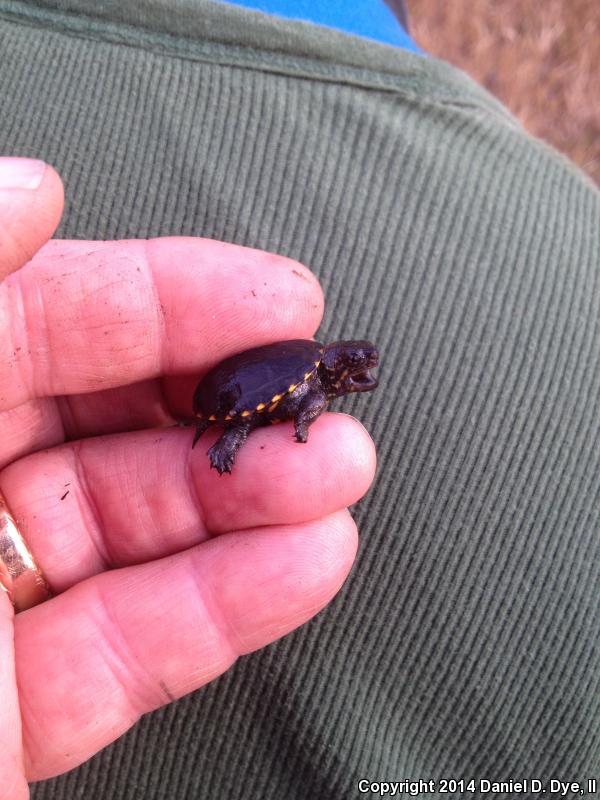 Florida Mud Turtle (Kinosternon subrubrum steindachneri)