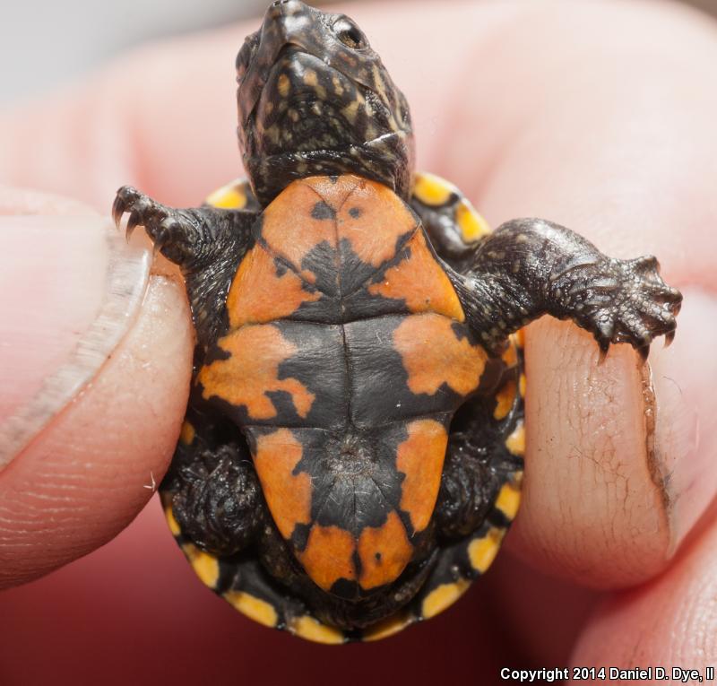 Florida Mud Turtle (Kinosternon subrubrum steindachneri)