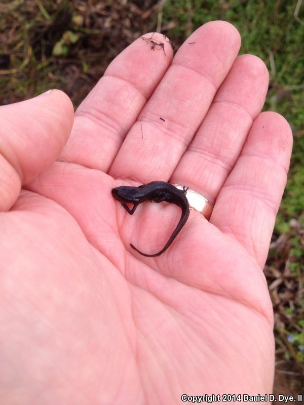 Peninsula Newt (Notophthalmus viridescens piaropicola)