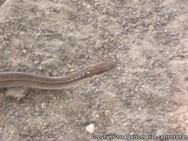 Black-striped Snakes (Coniophanes)