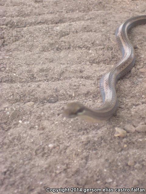 Black-striped Snakes (Coniophanes)