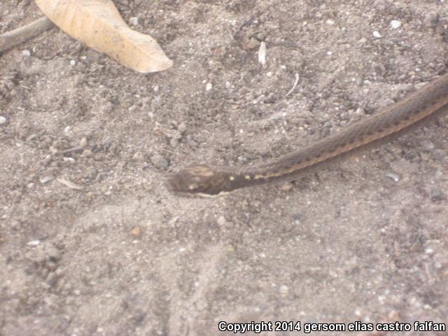 Black-striped Snakes (Coniophanes)
