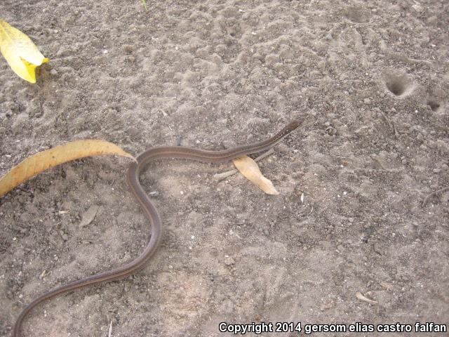 Black-striped Snakes (Coniophanes)