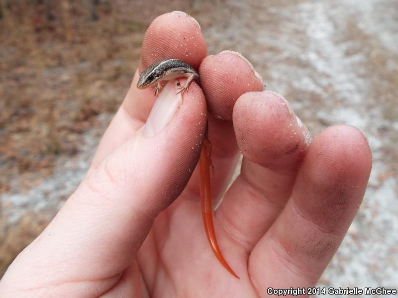 Northern Mole Skink (Plestiodon egregius similis)