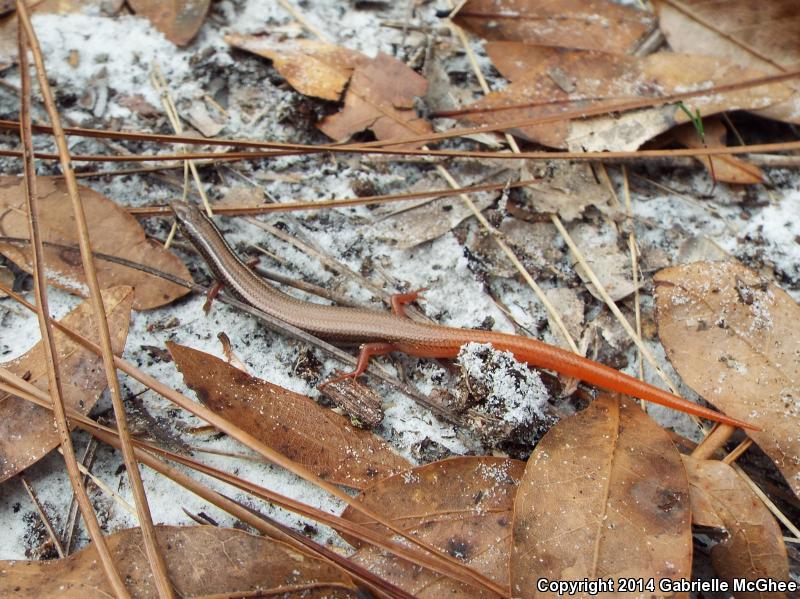 Northern Mole Skink (Plestiodon egregius similis)