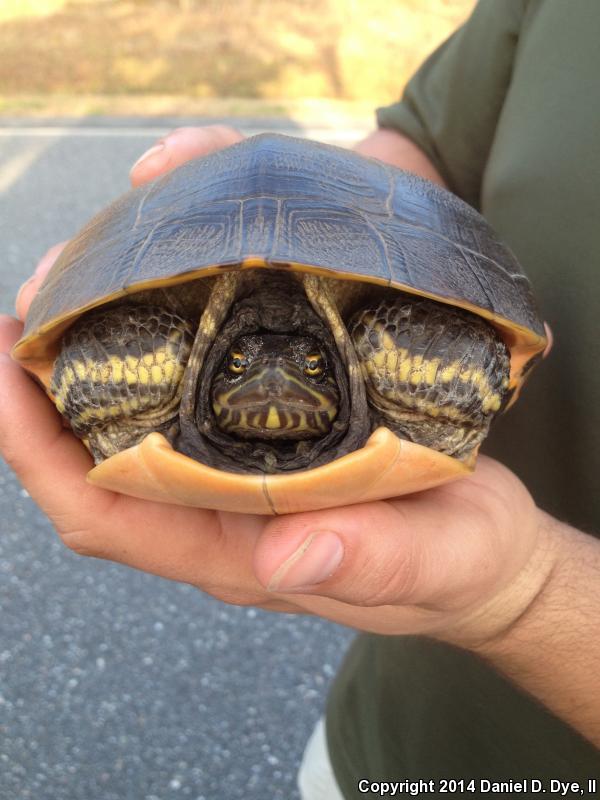 Eastern Chicken Turtle (Deirochelys reticularia reticularia)