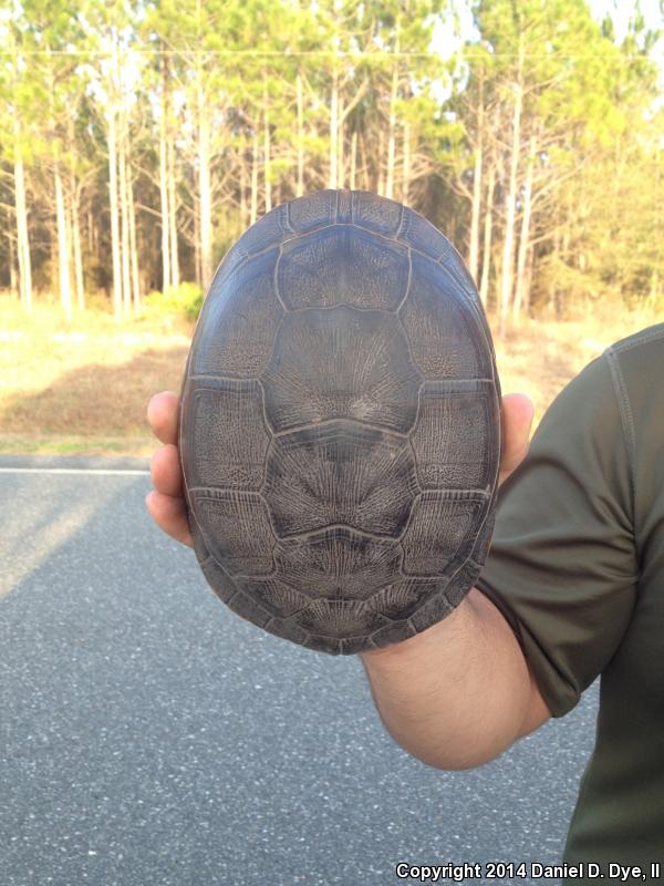 Eastern Chicken Turtle (Deirochelys reticularia reticularia)