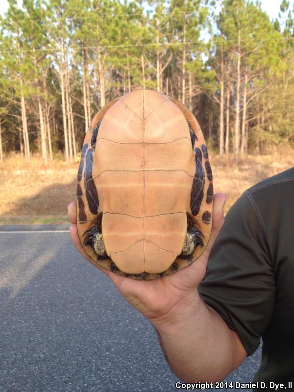 Eastern Chicken Turtle (Deirochelys reticularia reticularia)