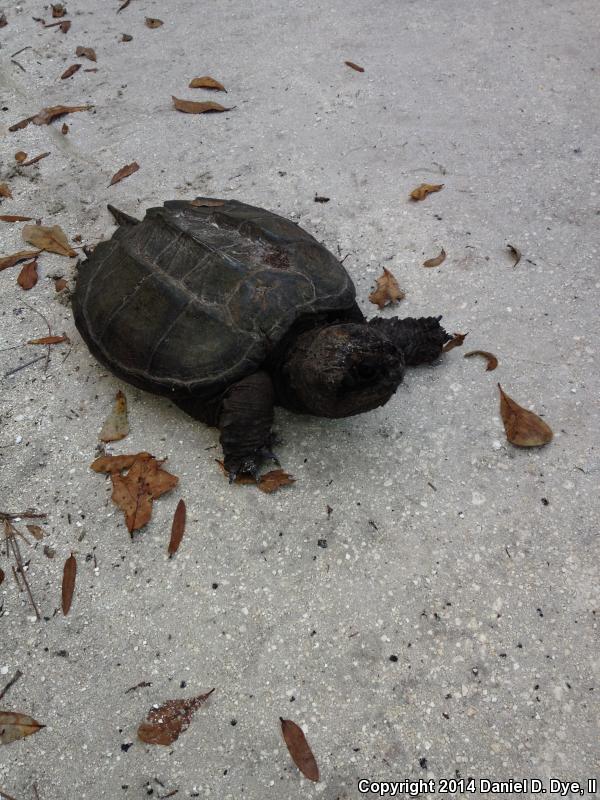 Florida Snapping Turtle (Chelydra serpentina osceola)