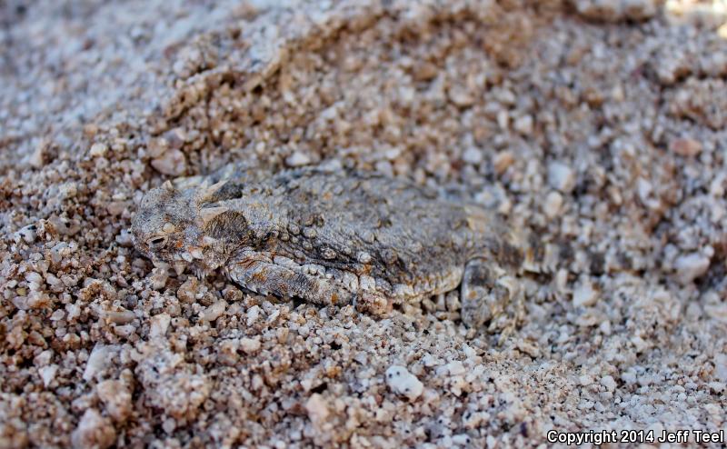 Goode's Horned Lizard (Phrynosoma goodei)