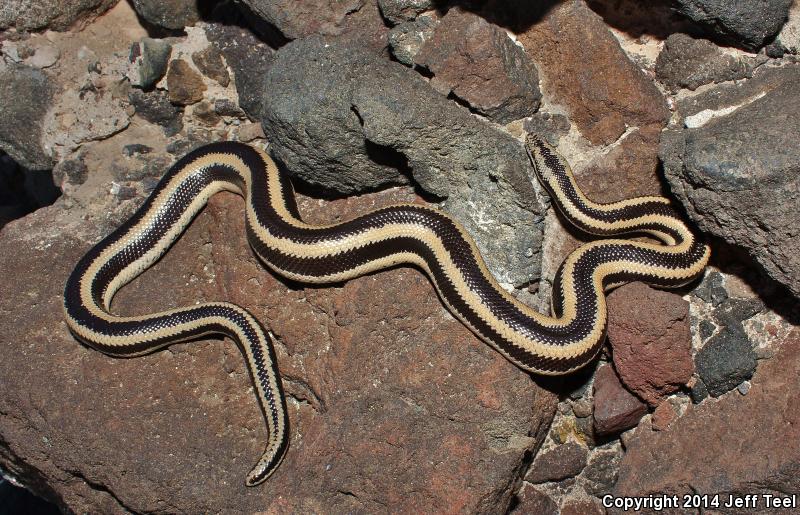 Mexican Rosy Boa (Lichanura trivirgata trivirgata)