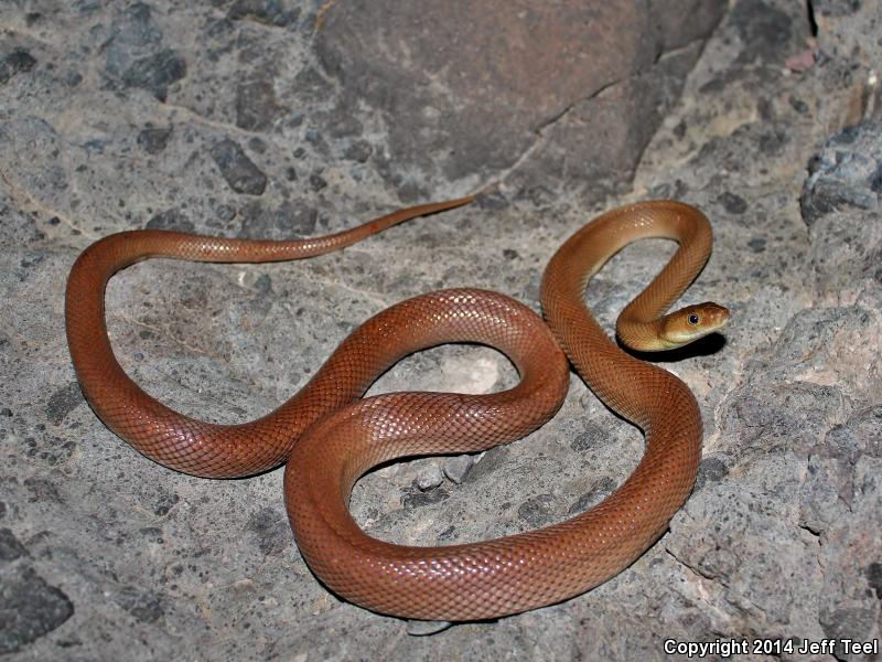 Baja California Rat Snake (Bogertophis rosaliae)