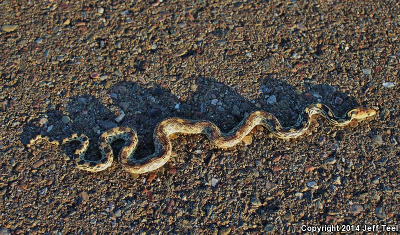 Baja California Gophersnake (Pituophis catenifer bimaris)