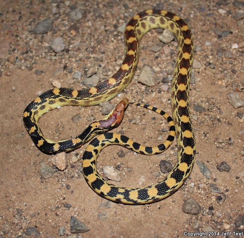 Baja California Gophersnake (Pituophis catenifer bimaris)