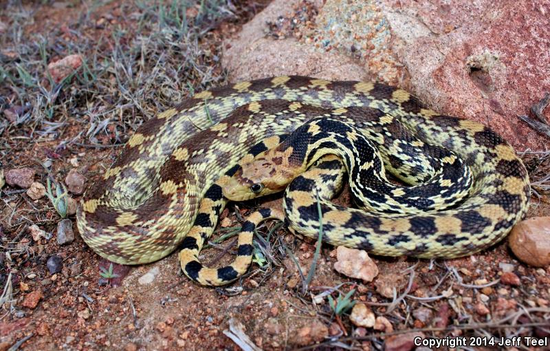 Baja California Gophersnake (Pituophis catenifer bimaris)