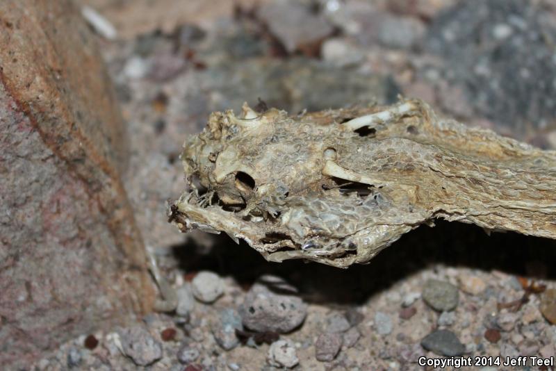 Angel Island Rattlesnake (Crotalus angelensis)