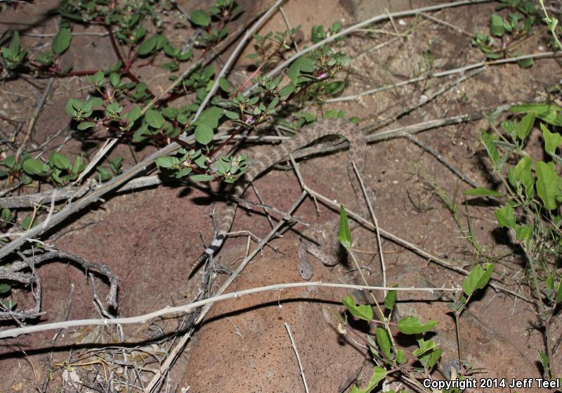 San Lucan Speckled Rattlesnake (Crotalus mitchellii mitchellii)