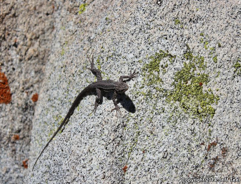 Baja California Brush Lizard (Urosaurus lahtelai)