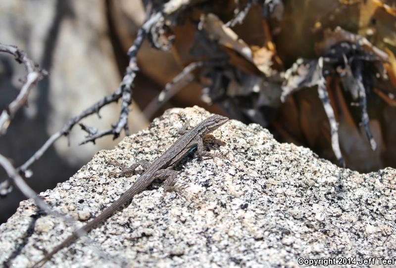 Baja California Brush Lizard (Urosaurus lahtelai)