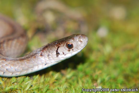 Northern Brownsnake (Storeria dekayi dekayi)