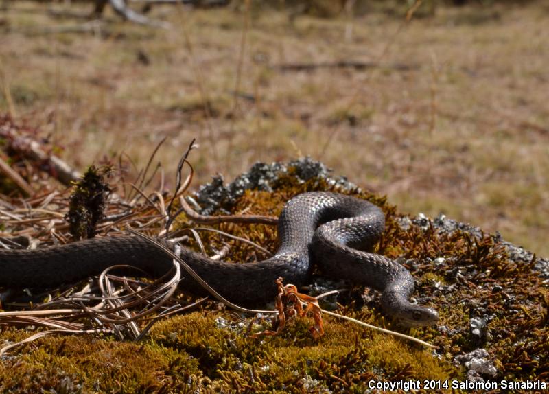 Mexican Brownsnake (Storeria storerioides)