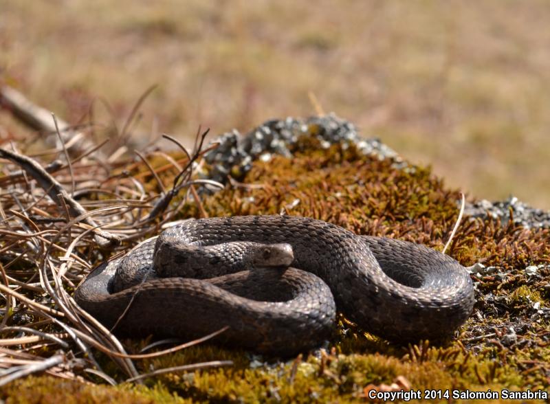 Mexican Brownsnake (Storeria storerioides)