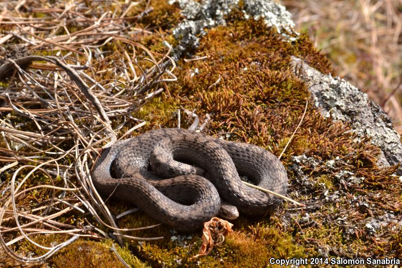 Mexican Brownsnake (Storeria storerioides)