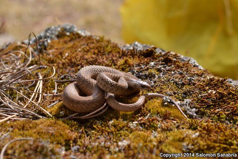 Mexican Brownsnake (Storeria storerioides)