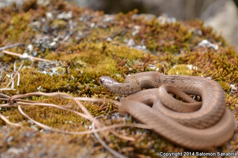 Mexican Brownsnake (Storeria storerioides)