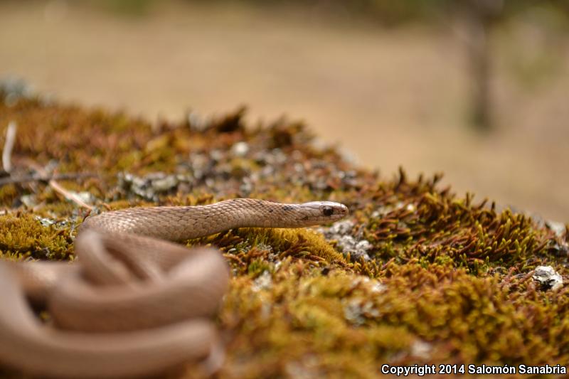 Mexican Brownsnake (Storeria storerioides)