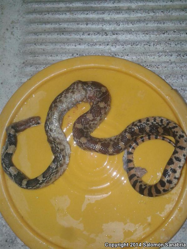 Mexican Bullsnake (Pituophis deppei deppei)