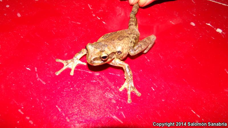 Mexican Treefrog (Smilisca baudinii)