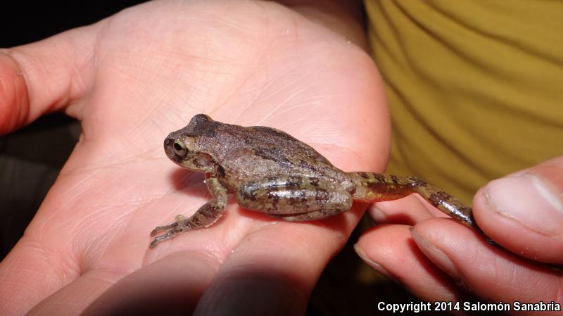 Mexican Treefrog (Smilisca baudinii)