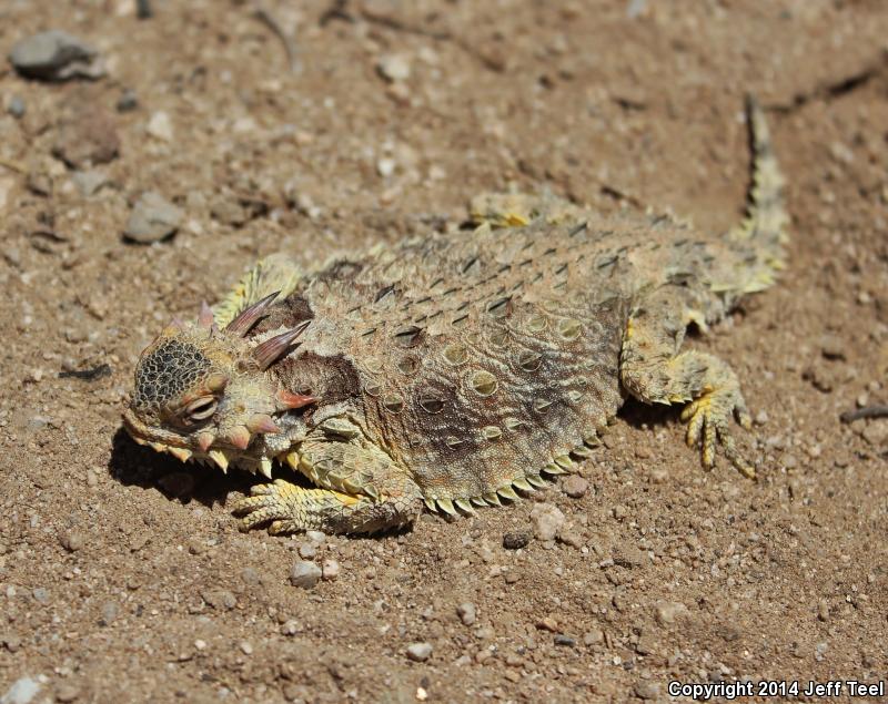 Cape Horned Lizard (Phrynosoma coronatum)