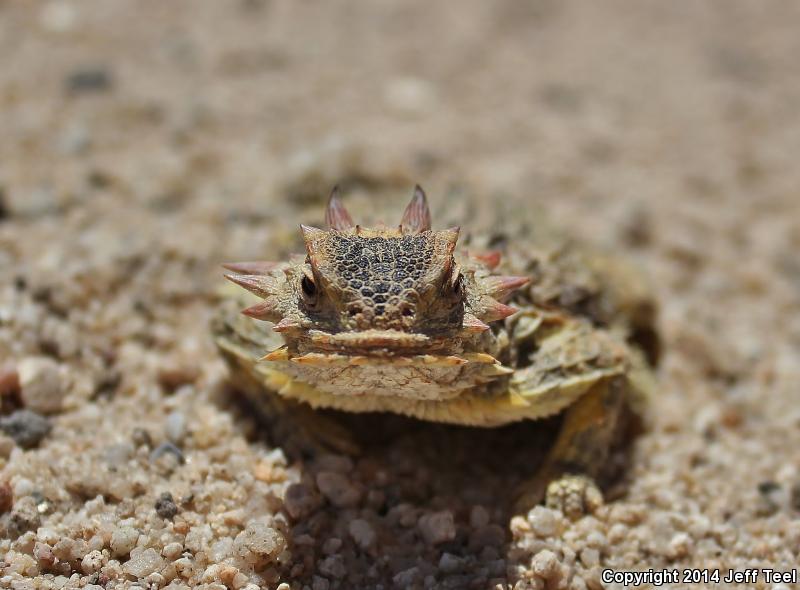 Cape Horned Lizard (Phrynosoma coronatum)