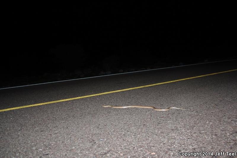 Baja California Rat Snake (Bogertophis rosaliae)