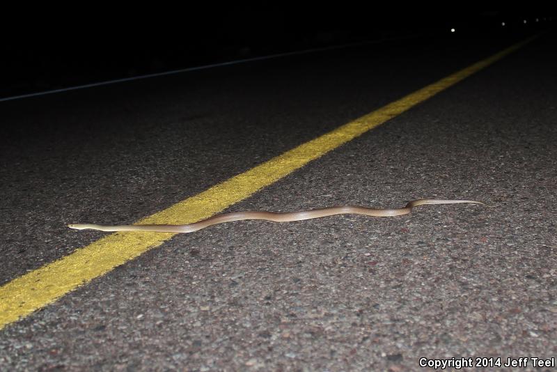 Baja California Rat Snake (Bogertophis rosaliae)