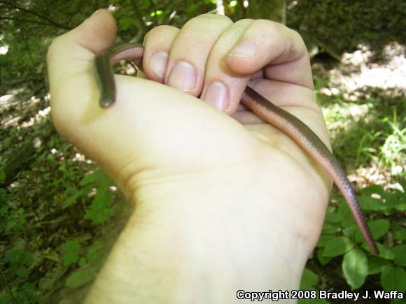 Midwestern Wormsnake (Carphophis amoenus helenae)