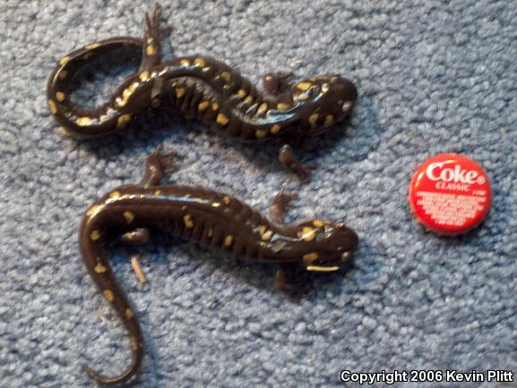 Spotted Salamander (Ambystoma maculatum)