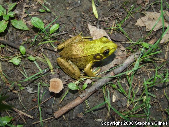 Northern Green Frog (Lithobates clamitans melanota)