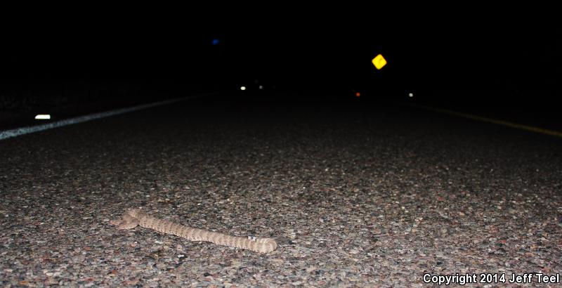 San Lucan Speckled Rattlesnake (Crotalus mitchellii mitchellii)