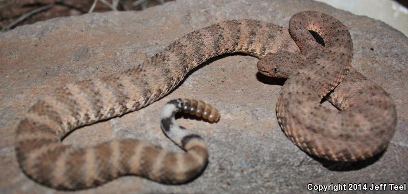 San Lucan Speckled Rattlesnake (Crotalus mitchellii mitchellii)