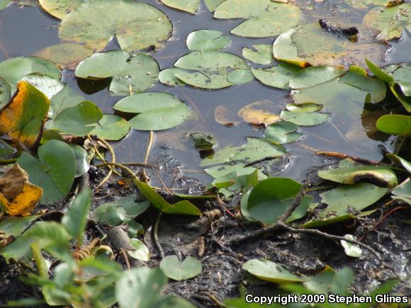 Northern Green Frog (Lithobates clamitans melanota)