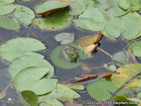 Northern Green Frog (Lithobates clamitans melanota)